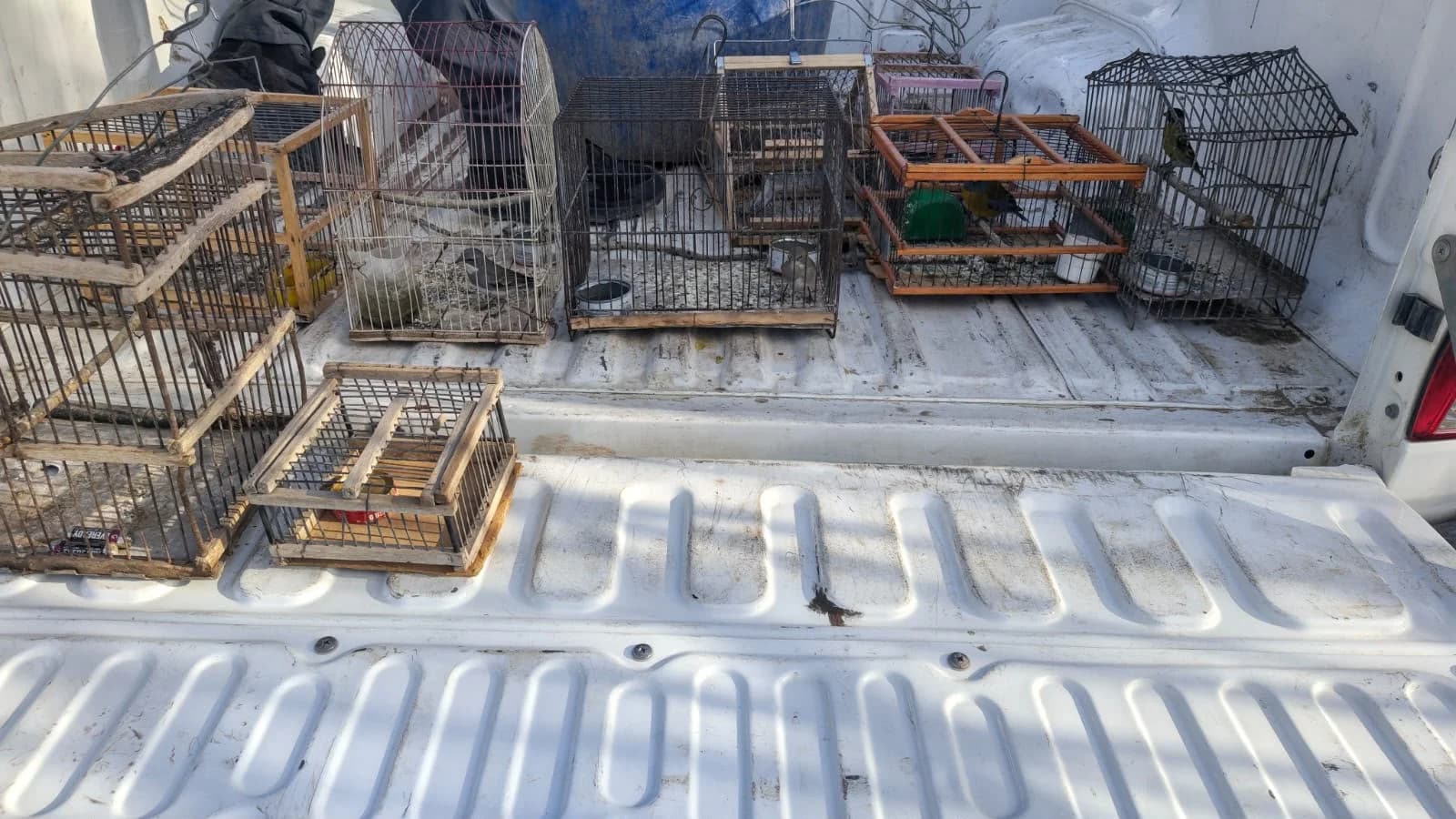 Angaco: Allanaron una vivienda por venta ilegal de fauna silvestre por WhatsApp y secuestraron aves y un quirquincho