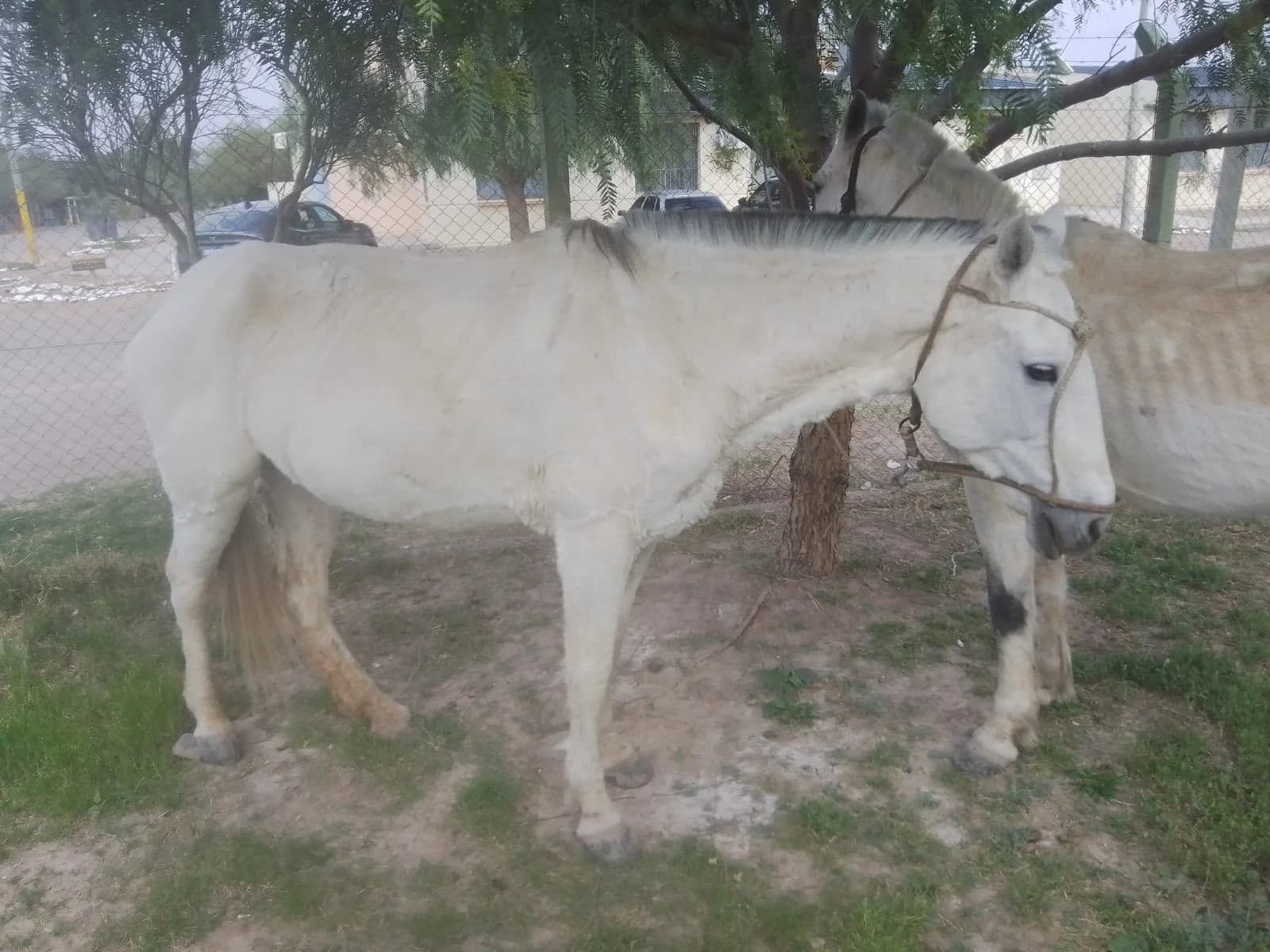 Caucete: secuestraron dos caballos sueltos que ponían en riesgo el tránsito en Bermejo