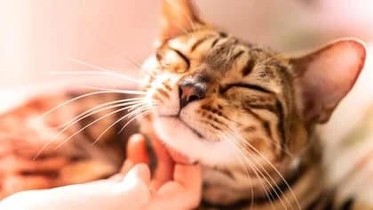 Tener un gato podría ayudarte a reducir el estrés y sentirte mejor, según un estudio
